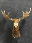 Moose (Alces alces) Shoulder mount, 103cm from the wall,