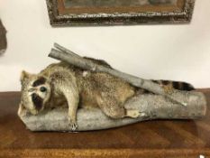 Racoon (Procyon lotor), full mount on a naturalistic tree branch setting,
