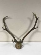 A set of deer antlers