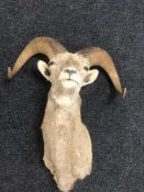 European Mouflon (Ovis musimon) Shoulder mount, 44cm from the wall,