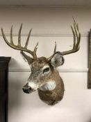 European Red Deer (Cervus elephus) Shoulder mount, 62cm from the wall,