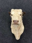 Hereford Bull (Bos taurus), shoulder mount, 75cm from the wall,