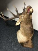 An impressive taxidermy study of a Elk's head