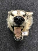 A taxidermy study of a wolf head