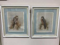 Andrew Alexander : Female Merlin, watercolour, 20 cm x 25 cm, together with a companion piece,