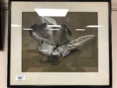 Paul Stangroom : Still life with feathers, watercolour and body colour, signed in pencil,