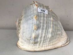 A large sea shell