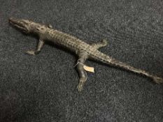 A taxidermy juvenile crocodile
