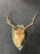 A taxidermy deer's head (mounted)