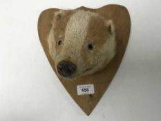 A taxidermy badger's head