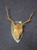 A taxidermy deer's head (mounted)