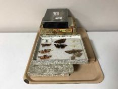 A quantity of boxes containing a butterfly specimen collection