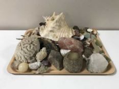 A tray containing a quantity of assorted rock samples and shells