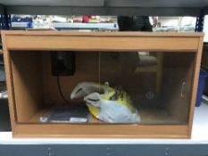 A beech effect vivarium with heat mat and accessories