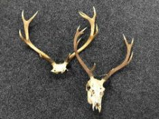 Two pairs of deer antlers