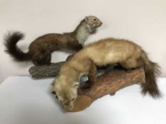 Two taxidermy stoats mounted on logs (2)