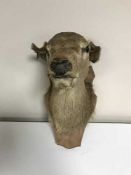 A taxidermy deer head mounted on panel