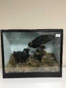 A taxidermy display case containing two jackdaws