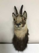 A taxidermy deer head mounted on panel