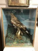 A late Victorian taxidermy Golden Eagle,
