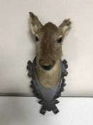 A taxidermy deer head mounted on panel