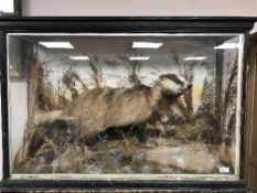 A taxidermy badger in naturalistic setting in glazed display case
