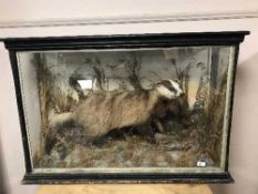 A taxidermy badger in naturalistic setting in glazed display case