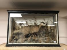 A taxidermy badger in naturalistic setting in glazed display case