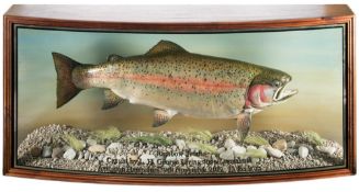 A cased preserved Rainbow Trout by Philip Leggett:,