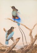 Neville Henry Pennison Cayley [1853 - 1903]- A pair of exotic birds:- signed and dated 188 bottom