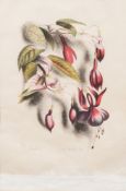 * John Farleigh [1900-1965] - Fuschia,