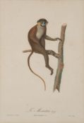 AUDEBERT, Jean-Baptiste - 3 hand coloured folio prints of monkeys, 'Le Moustac Buff',