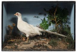 A cased preserved Albino Pheasant:, naturally set within a glazed case,
