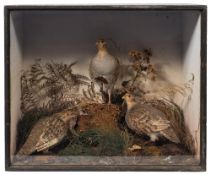 A cased preserved family of Partridges:, naturally set 50 x 60 x 31cm.