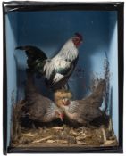 A cased preserved group of three Bantams:, naturally set 63 x 50 x 35cm.