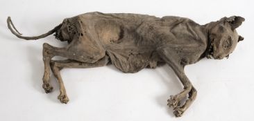 A mummified cat, possibly 17th century:, 47cm long.