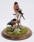 Two male Bullfinches, naturally set under a glass dome:, 27cm high.