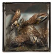 A late 19th/early 20th century cased preserved group of four Kestrels:,