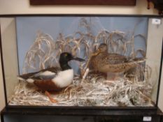 Shoveler Duck (Anas clypeata) a cased preserved brace in a naturalistic setting:,