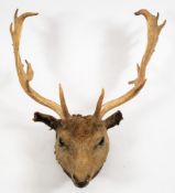 A preserved Stag's head full mount on a shield plinth:, 64cm wide.