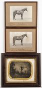 A group of five various equine photographs:,