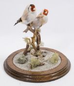 A pair of Spanish Goldfinches, naturally set under glass dome:, 27cm high.