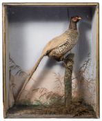 A cased preserved Mongolian Pheasant:, naturally set within a glazed case,