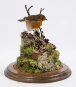 European Robin (Erithacus rubecla) naturally set under a glass dome:, 27cm high.