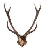 A pair of six point stag horns on a wooden shield plinth:,