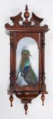A cased preserved Lilac-throated roller:, in a Vienna regulator style case with glazed door,