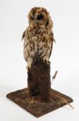 A preserved Tawny owl:, set on a fence post on a square base,