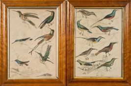 HUMMING-BIRDS : A pair of framed prints of birds, 320 x 225 mm, maple frames.