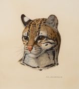 * Axel Amuchastegui [1921-2002]- Head of an Ocelot,:- signed mixed media 36 x 32cm. * Provenance.