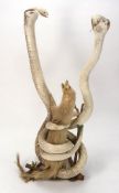 (Naja kaouthia) Monoculed Cobra, a taxidermy pair set engaged with a Mongoose,: 62cm high..